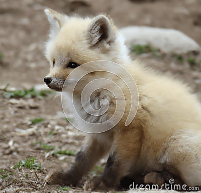 Red fox sits on the grass and looks at the sun.Realistic 3D render of a cheerful and adorable fox with a mischievous grin Cartoon Illustration