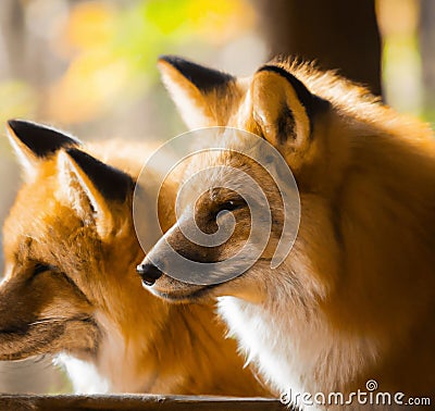 Red fox sits on the grass and looks at the sun.Realistic 3D render of a cheerful and adorable fox with a mischievous grin Cartoon Illustration