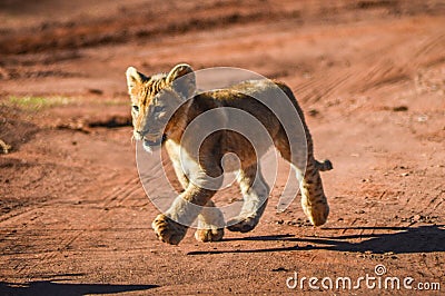 Cute and adorable brown lion cubs running and playing in a game reserve in Johannesburg South Africa Stock Photo