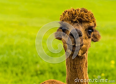 A cute and adorable chestnut coloured Alpaca in Charnwood Forest, UK on a spring day Stock Photo