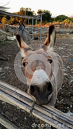 Cute donkey close up Stock Photo