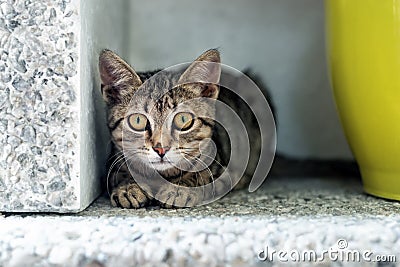 Cute adorable funny small tabby kitten sitting in dark corner while hunting or stalking outdoors. Beautiful young little cat Stock Photo