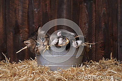 Cute Adorable Kittens in a Barn Setting With Hay Stock Photo