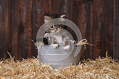 Cute Adorable Kittens in a Barn Setting With Hay Stock Photo