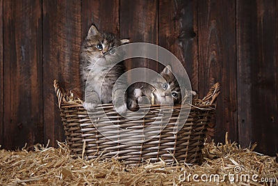 Cute Adorable Kittens in a Barn Setting With Hay Stock Photo