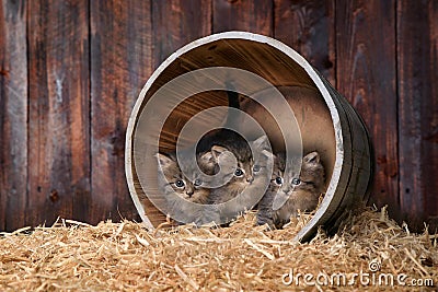 Cute Adorable Kittens in a Barn Setting With Hay Stock Photo