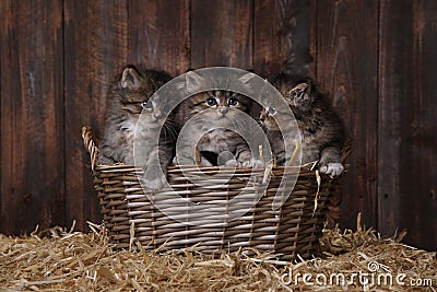 Cute Adorable Kittens in a Barn Setting With Hay Stock Photo