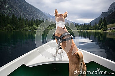 Basenji dog sits on boat at alpine lake Stock Photo