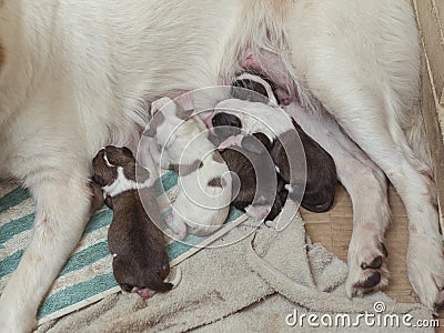 4 cute and adorable puppies just few hours old, still blind and very hungry, suckling on their mother`s teats Stock Photo