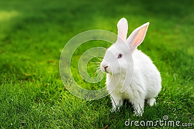 Cute adorable white fluffy rabbit sitting on green grass lawn at backyard. Small sweet bunny walking by meadow in green garden on Stock Photo