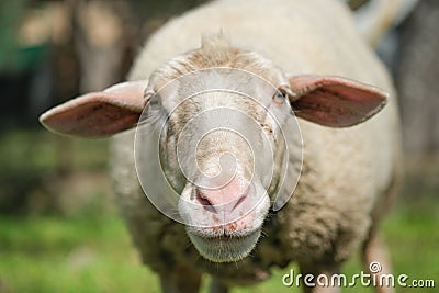 Cute adorable wool sheep face portrait close up,ovine animals breeding Stock Photo