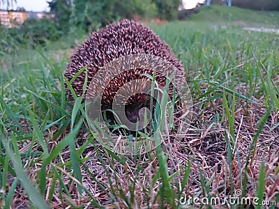 cute adult hedgehog Stock Photo