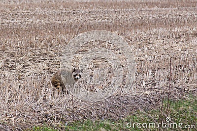 Cute adult raccoon looking back with startled expression while roaming in a field Stock Photo
