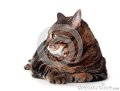 Cute adult tabby cat Stock Photo