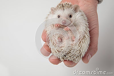 Cute african dwarf hedgehog lying in person`s hand Stock Photo