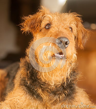 Airedale Terrier Beauty Stock Photo