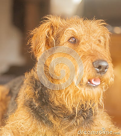 Airedale Terrier - I am so Cute! Stock Photo