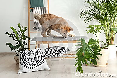 Cute Akita Inu dog on bench in room Stock Photo