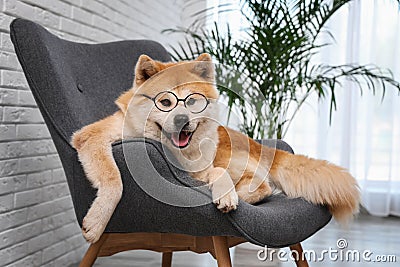 Cute Akita Inu dog with glasses on sofa Stock Photo
