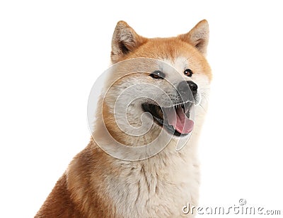 Cute Akita Inu dog isolated Stock Photo