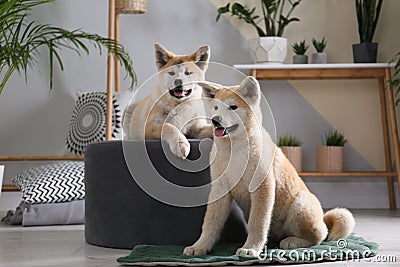 Cute Akita Inu dogs in room Stock Photo