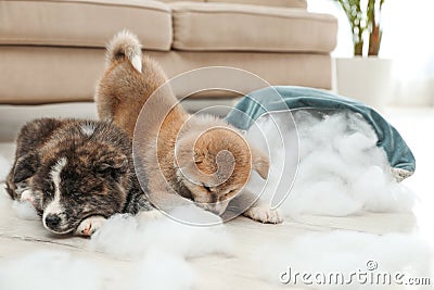 Cute Akita inu puppies playing with ripped pillow filler indoors. Mischievous dogs Stock Photo