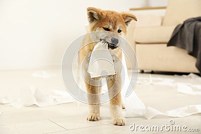 Cute akita inu puppy playing with toilet paper Stock Photo