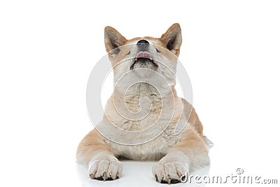 Cute Akita Inu sticking out its tongue and looking up Stock Photo