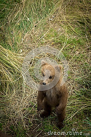 Cute Alaskan brown bear cub Stock Photo