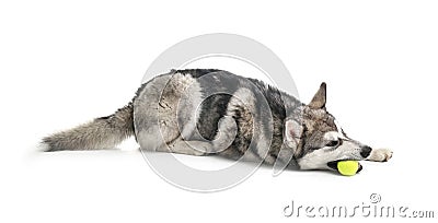 Cute Alaskan Malamute dog with ball on white background Stock Photo