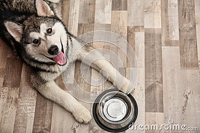Cute Alaskan Malamute dog with bowl lying Stock Photo