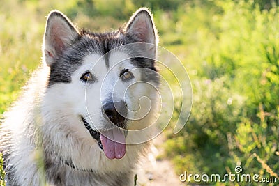 Cute alaskan malamute on summer nature Stock Photo