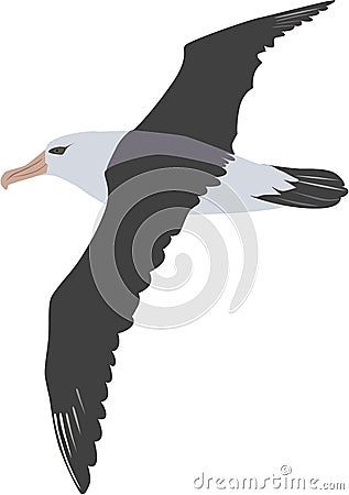Cute albatross vector Vector Illustration