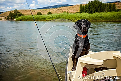 Cute alert black labrador riding in a boat Stock Photo