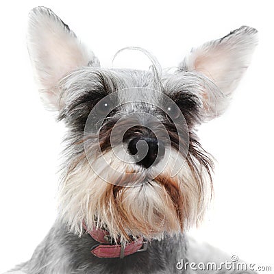 Alert dog with big ears Stock Photo