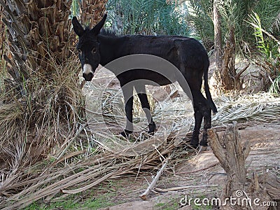 Cute alone black donkey between palms in Morocco Stock Photo