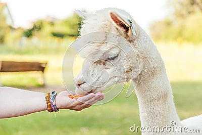 Cute alpaca with funny face eating feed in hand on ranch in summer day. Domestic alpacas grazing on pasture in natural eco farm, Stock Photo