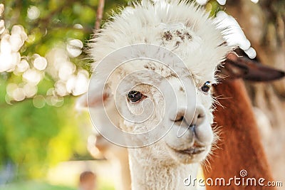 Cute alpaca with funny face relaxing on ranch in summer day. Domestic alpacas grazing on pasture in natural eco farm countryside Stock Photo