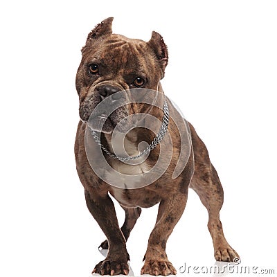 Cute american bully wearing silver collar on white background Stock Photo