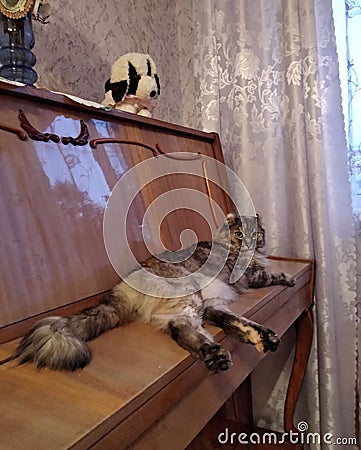 American curl cat on the piano. Stock Photo