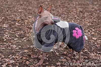 Cute american hairless terrier in the beautiful pet clothes is standing in the autumn park. Pet animals Stock Photo