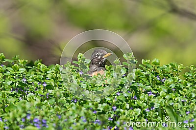 Cute American robin portrait with bird poking head out of green bushes / shrub with some purple flowers - taken near the Minnehaha Stock Photo