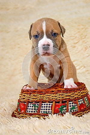 Cute American Staffordshire terrier puppy Stock Photo
