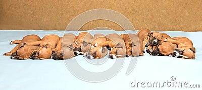 Cute amstaff puppy Stock Photo