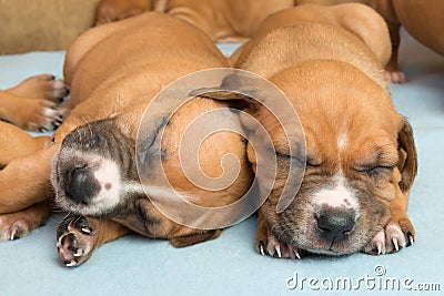 Cute amstaff puppy Stock Photo