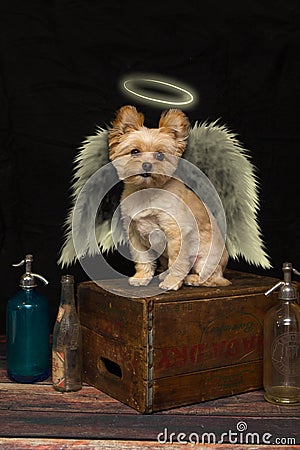 Cute Angel Dog with Wings Stock Photo