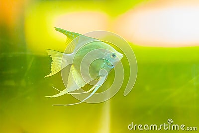 Cute angelfish (Pterophyllum) fish, a small genus of freshwater Stock Photo