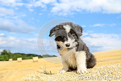 Cute angry puppy on a hay bale Stock Photo