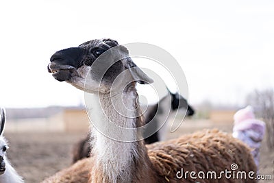 Cute animal alpaka lama on farm outdoors Stock Photo