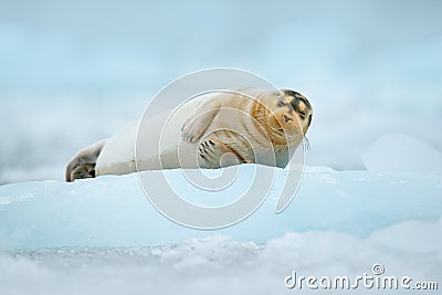 Cute animal lying on the ice. Blue icebreaker with seal. cold winter in Europe. Bearded seal on blue and white ice in Arctic Finla Stock Photo